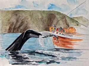 Island Whale Watch Husavik