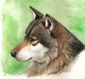 Portrait des Alpha-Wolfes