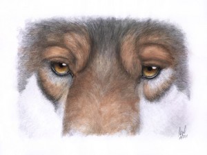 Gesicht und Augen eines Wolfes