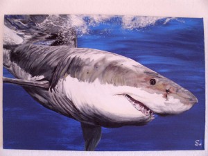 Weißerhai 40 x 60cm Acryl auf Leinwand