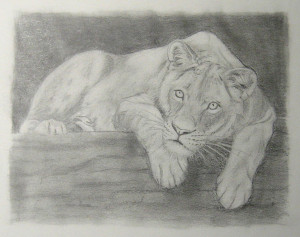 Liegender Löwe, Bleistiftzeichnung, 20 x 14 cm