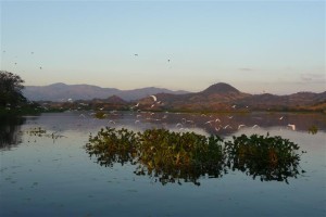 Reiher am Suchitlàn-See