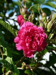 Englische Rose