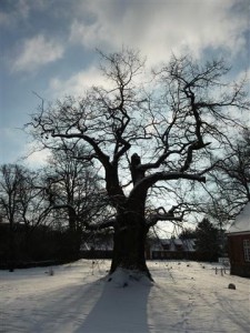 Klostereiche im Winter(Small)